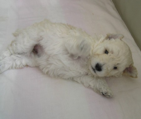 23. den BOREAS 671 g